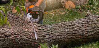 Best Hazardous Tree Removal  in Northglenn, CO